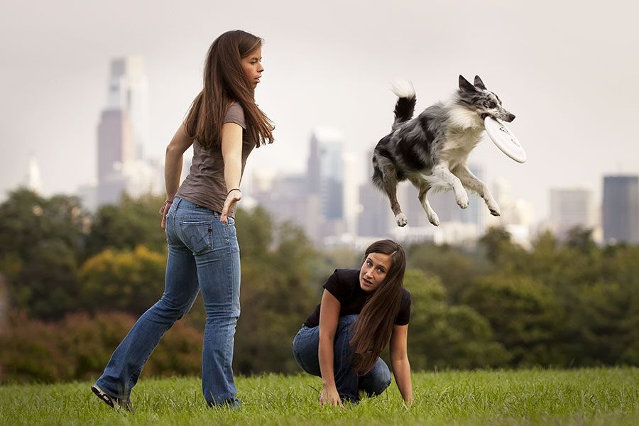 Current Dogs, New Tricks - Philly Dog Training