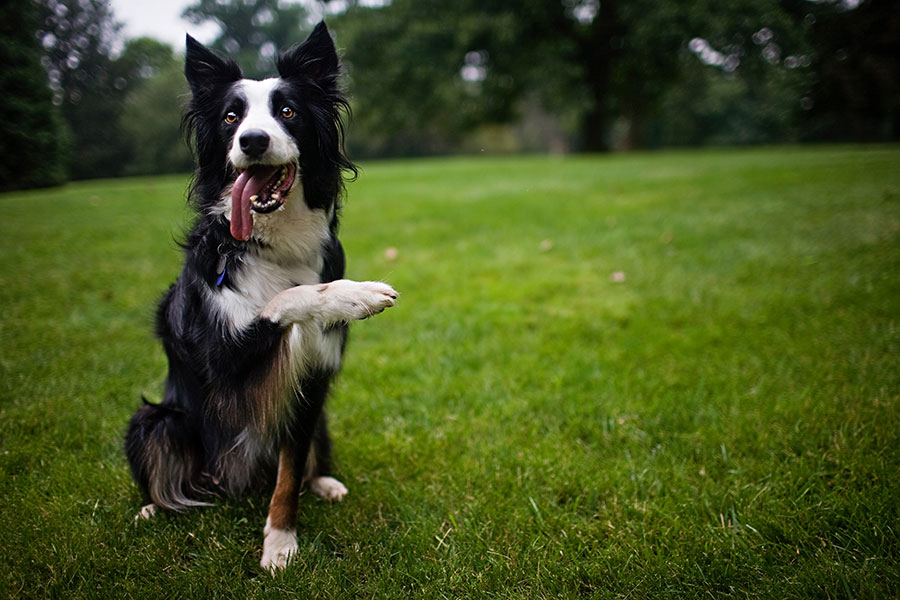 Animal Actors - Philly Dog Training