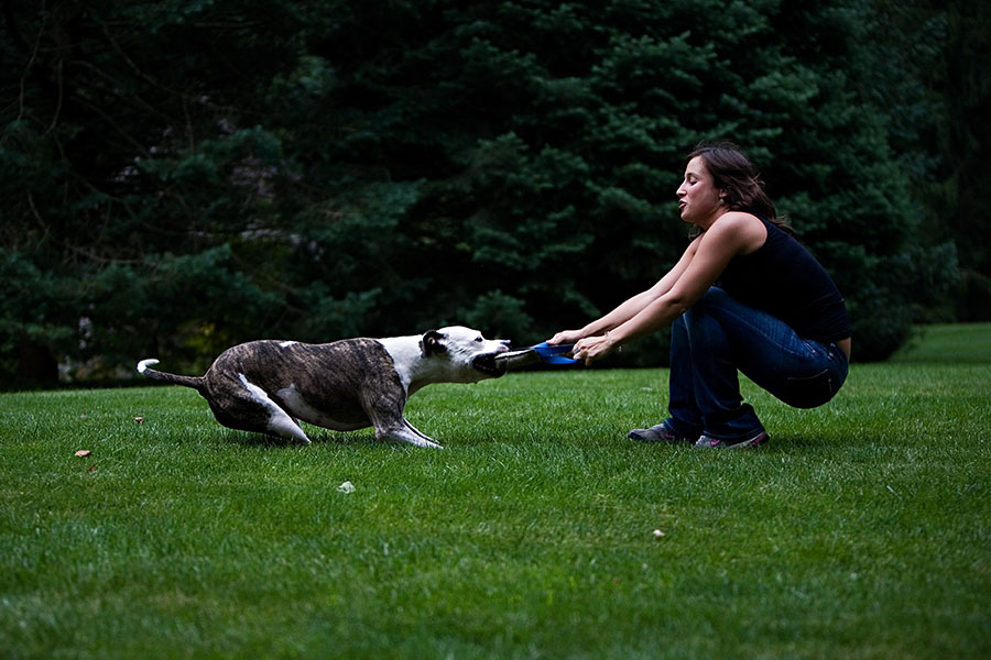 Behavior Modification - Philly Dog Training