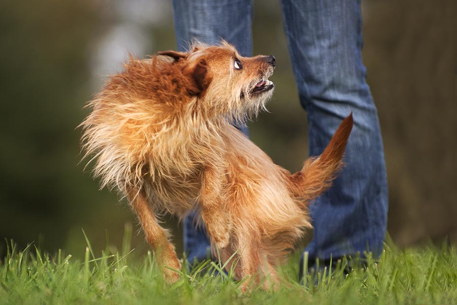 Dog Training Methods - Philly Dog Training