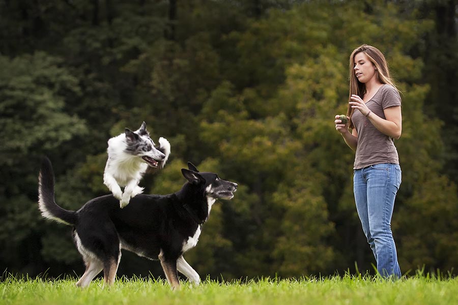 Dog Training Services - Philly Dog Training