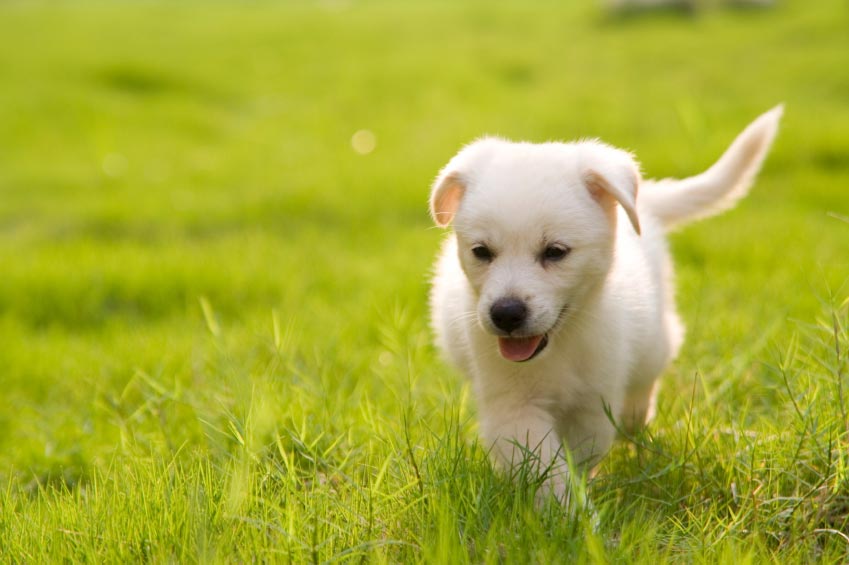 Training Puppies and Small Dogs - Philly Dog Training