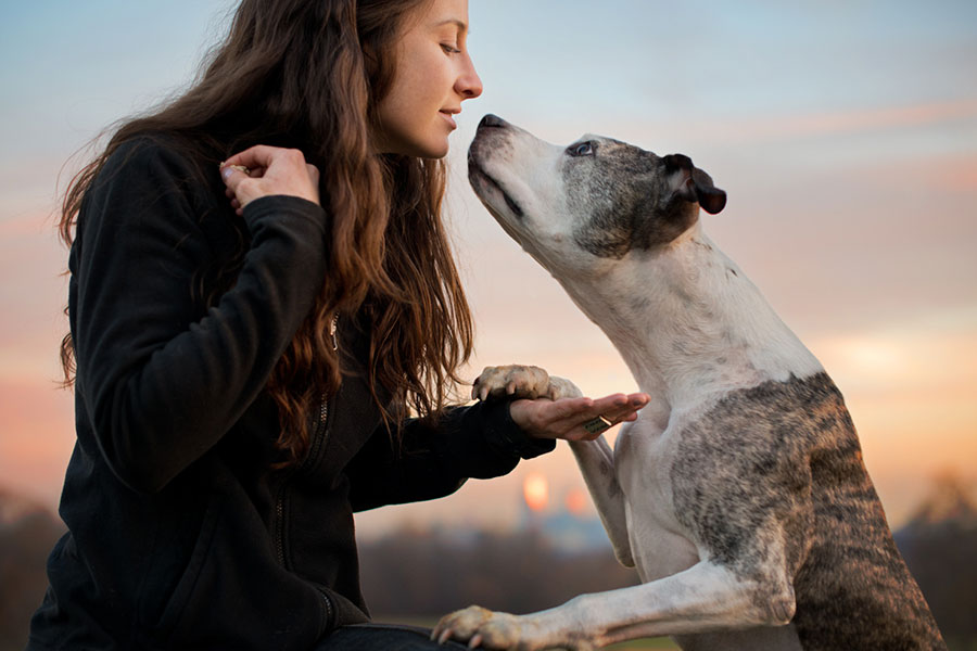 Marisa Sam Scully --- Certified Dog Trainer